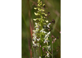 Weiße Waldhyazinthe (Platanthera bifolia) - © Emanuel Trummer
